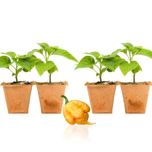 Golden Carolina Reaper Pepper Plants Discount - Image 2