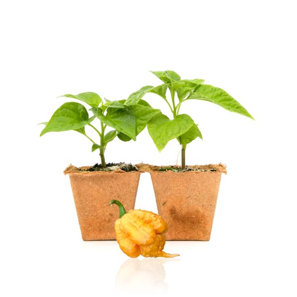 Golden Carolina Reaper Pepper Plants Discount