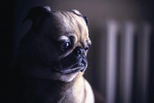 Pensive Pug For Cheap - Image 3