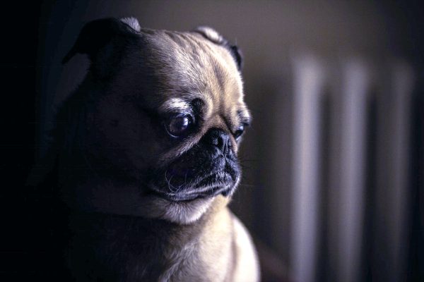 Pensive Pug For Cheap - Image 2
